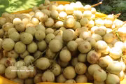 "Dâu da" Ha Chau : au cœur de la saison des récoltes à Can Tho