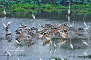 Des aigrettes blanches et des tantales indiens (une espèce rare inscrite dans le Livre Rouge du Vietnam) cherchent de la nourriture dans les zones humides du parc national de Tram Chim. Photo : VNA