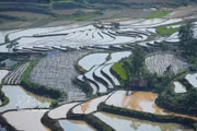 Le vert tendre des jeunes plants de riz mêlé aux reflets de l'eau dessine une scène bucolique d'une grande sérénité. Photo : VNA