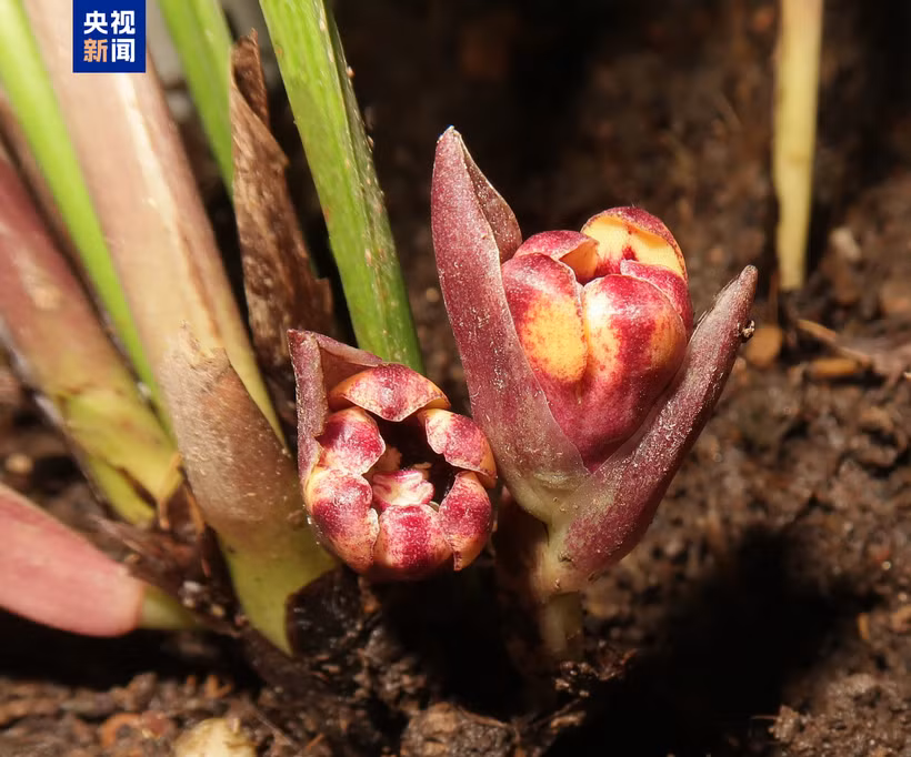 L'une des six espèces végétales nouvellement découvertes. Photo: CCTV