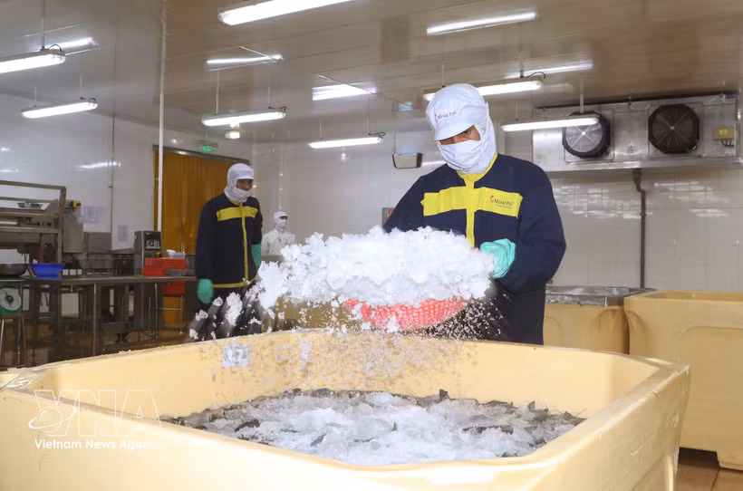 Une entreprise de la province de Ca Mau applique des technologies modernes à l’élevage de crevettes afin d’améliorer la productivité et la qualité de sa production. Photo: VNA