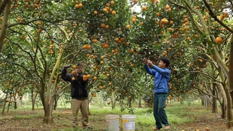 Les habitants de la province de Hoa Binh récoltent des oranges. Photo: VNA