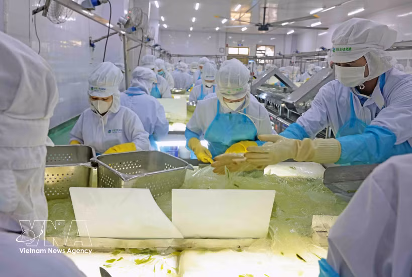 Chaîne de production d’aloe vera de VietFarm. Photo: VNA