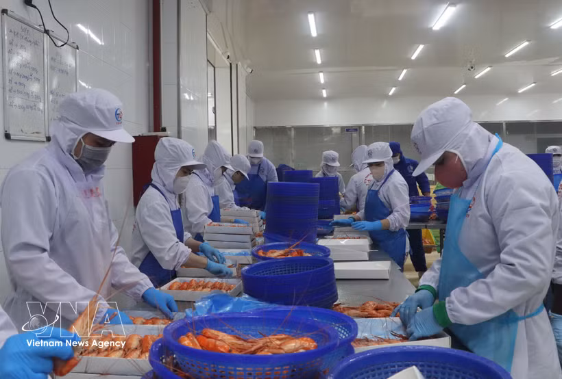 Transformation des crevettes d’eau douce destinée à l’exportation. Photo: VNA