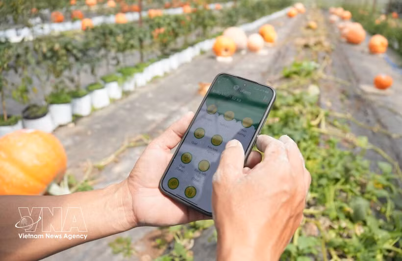 Accélération de l’application des sciences et des technologies dans la production agricole. Photo: VNA