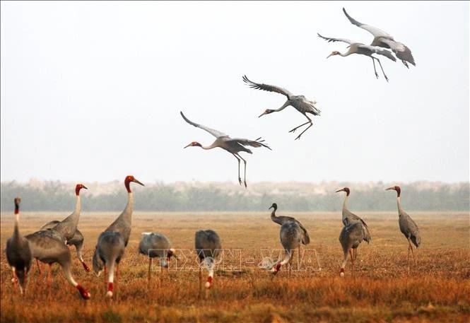 La grue antigone, espèce rare inscrite au Livre Rouge mondial et classée en danger critique d'extinction, est depuis des décennies un symbole emblématique du Parc national de Tràm Chim et de la province de Dong Thap, au cœur du delta du Mékong. Photo : VNA