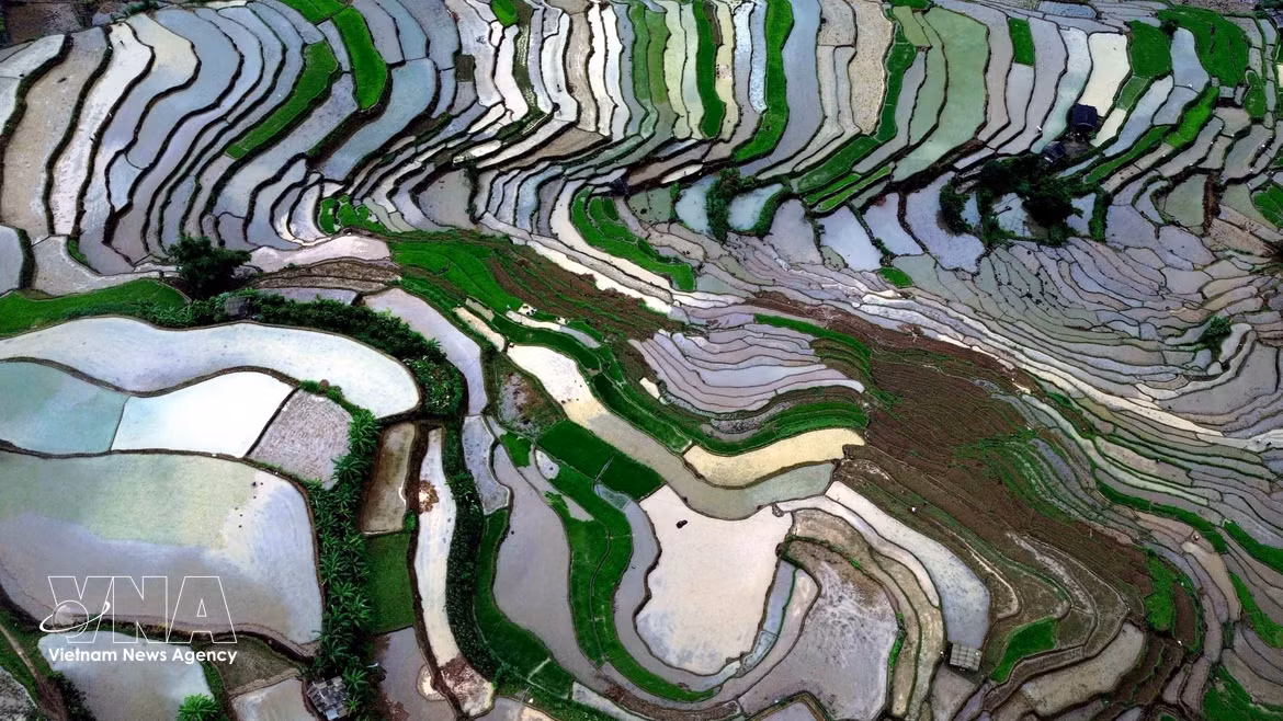 Lors de la période du repiquage, le paysage se pare du vert tendre des jeunes plants de riz alternant avec les reflets de l'eau, créant un tableau poétique et paisible au cœur des montagnes du Nord-Ouest. Photo : VNA