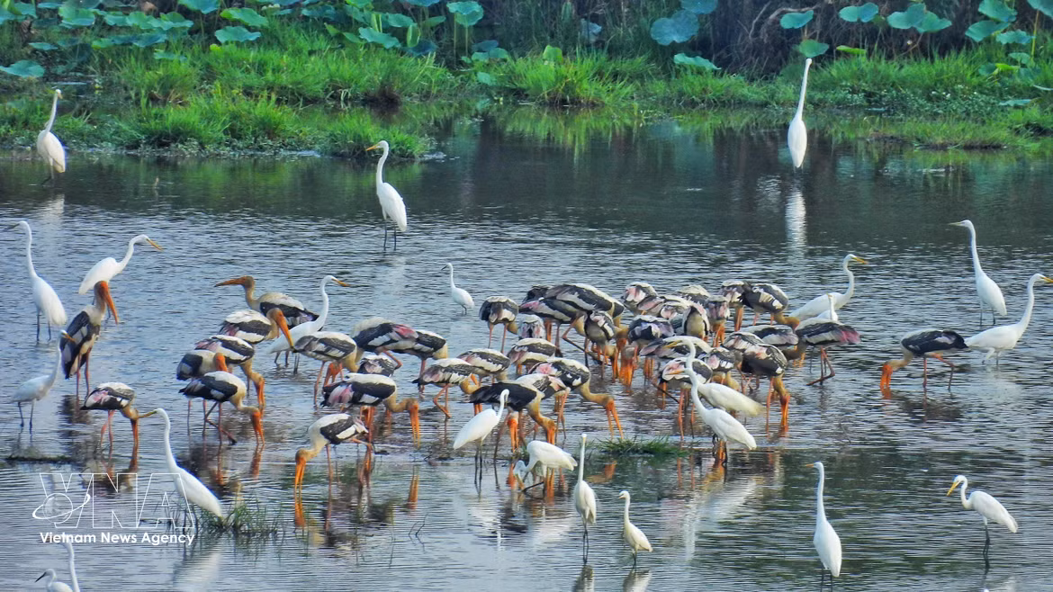 Des aigrettes blanches et des tantales indiens (une espèce rare inscrite dans le Livre Rouge du Vietnam) cherchent de la nourriture dans les zones humides du parc national de Tram Chim. Photo : VNA