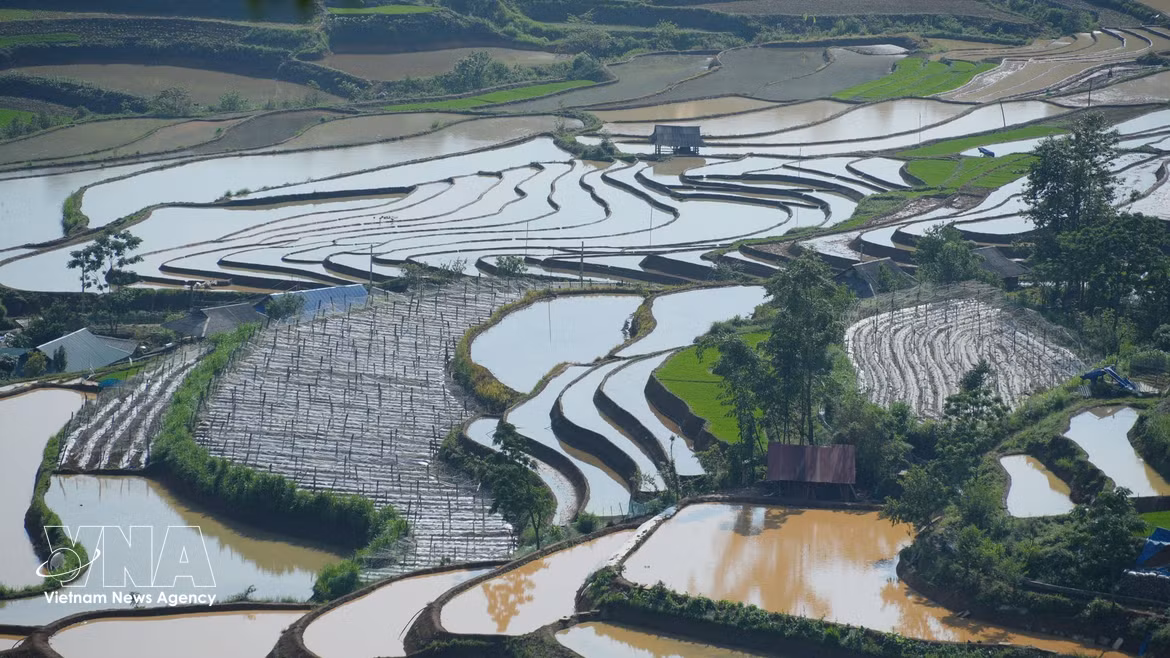 Le vert tendre des jeunes plants de riz mêlé aux reflets de l'eau dessine une scène bucolique d'une grande sérénité. Photo : VNA