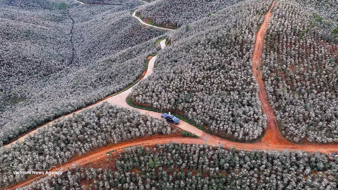 Les grappes de fleurs s'épanouissent sur les versants, illuminant l'espace montagnard et créant un paysage idyllique. Photo : VNA.