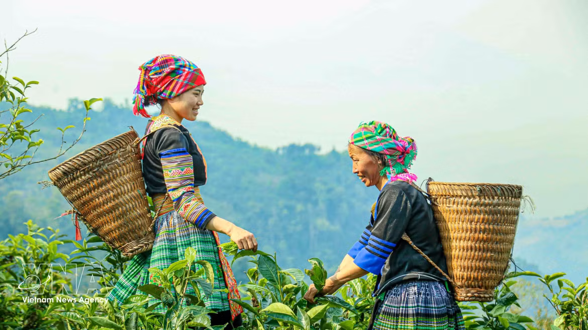 Le thé de Suoi Giang : d’héritage des régions montagneuses à marque vietnamienne reconnue
