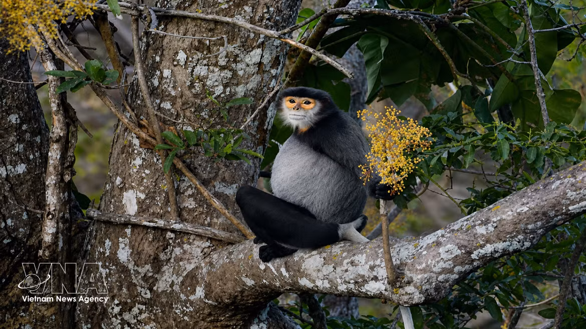 Les doucs à pattes noires se nourrissent de plantes indigènes dans la forêt du mont Ba Den. Photo : VNA