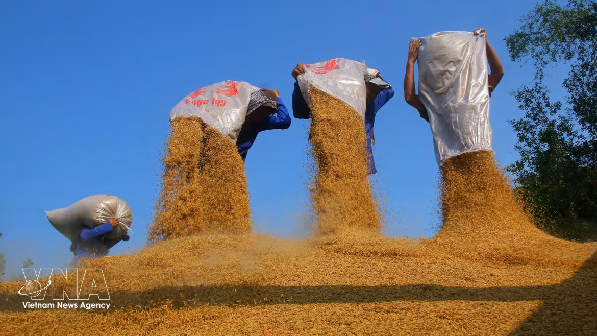 Riz prêt à la vente. Photo : VNA