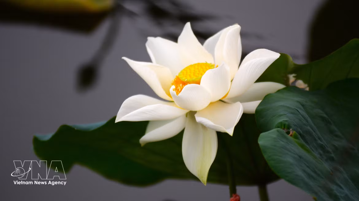 Des lotus anciens de Hué sont sélectionnés pour parfumer le thé. Photo : VNA