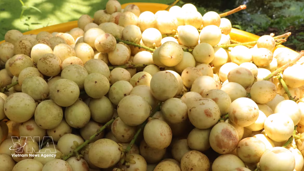 "Dâu da" Ha Chau : au cœur de la saison des récoltes à Can Tho