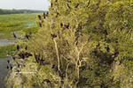De nombreuses espèces d’oiseaux viennent s’installer et vivre au Parc national de Tram Chim. Photo: VNA