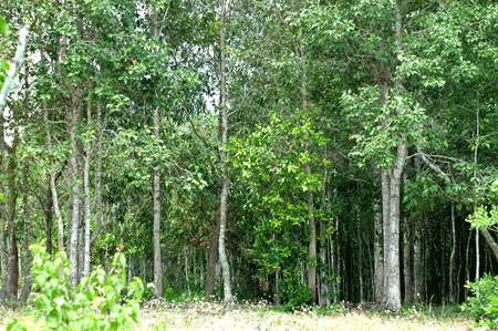 Binh Thuan publie son plan d’action REDD+ ảnh 1