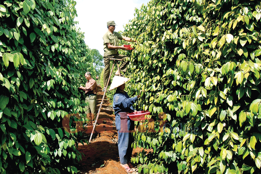 Gia Lai met le cap sur une agriculture durable ảnh 1 Gia Lai met le cap sur une agriculture durable ảnh 1