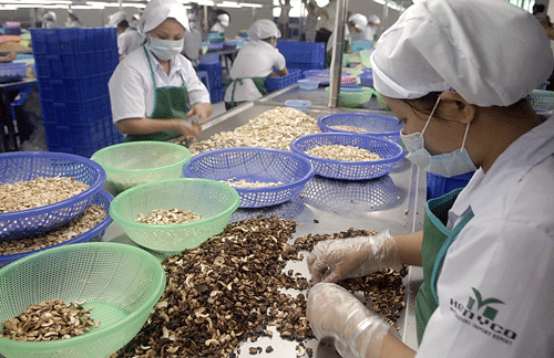 Noix de cajou: un record d’exportation attendu en 2016 ảnh 1