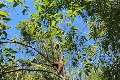 Un pangolin de Java est relâché dans son milieu naturel au parc national de Bu Gia Map. (Photo : VNA)