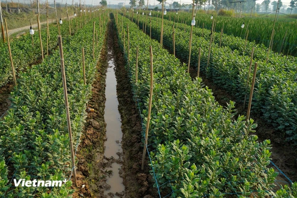 Une véritable course contre la montre s'est engagée à Mê Linh, où les floriculteurs œuvrent sans relâche pour répondre à la demande croissante en plantes à l'approche du Têt.