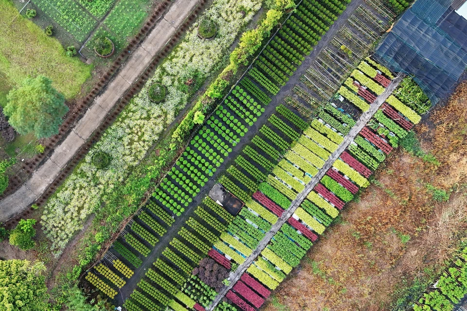 Les parcelles du village fleuri de Sa Dec, vues du ciel, forment une véritable mosaïque végétale, un patchwork de couleurs chatoyantes. Photo: VNA