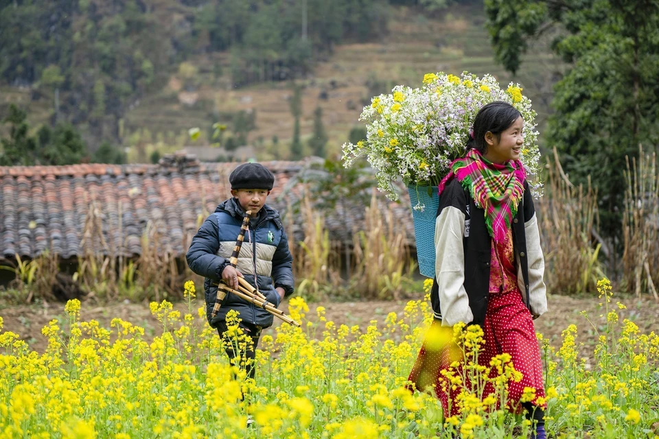 Les couleurs éclatantes des fleurs de canola dans la commune de Sung La, district de Dông Van, province de Hà Giang.