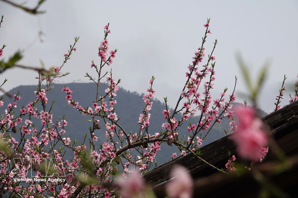 Les fleurs de pêcher fleurissent dans le village de Lung Cung, commune de Mu Cang Chai, province de Lao Cai. Photo : VNA