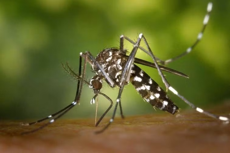 moustique-tigre-mohgovvn.jpg