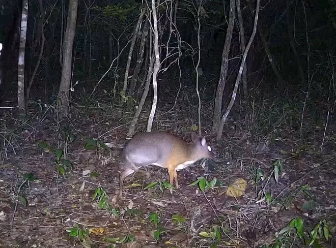 chevrotain.jpg