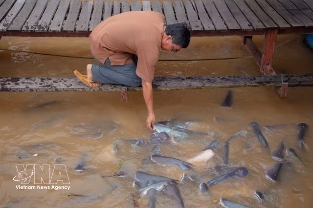vnanet-elevage-de-poissons-en-cages.jpg