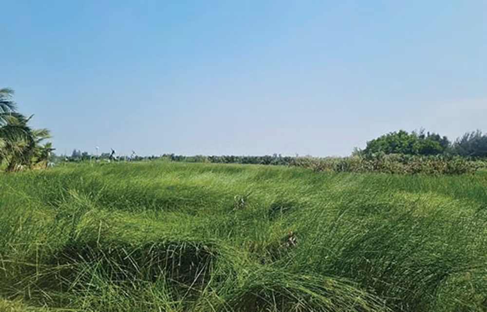 champs-de-carex.jpg