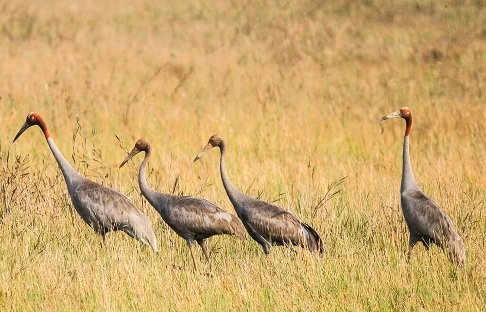 grues-a-couronne-rouge.jpg