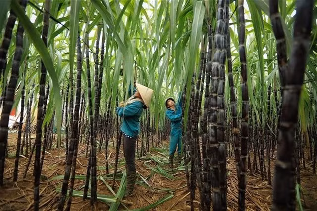 agriculteurs-recoltant-de-la-canne-a-sucre-dans-la-province-de-hoa-binh.jpg