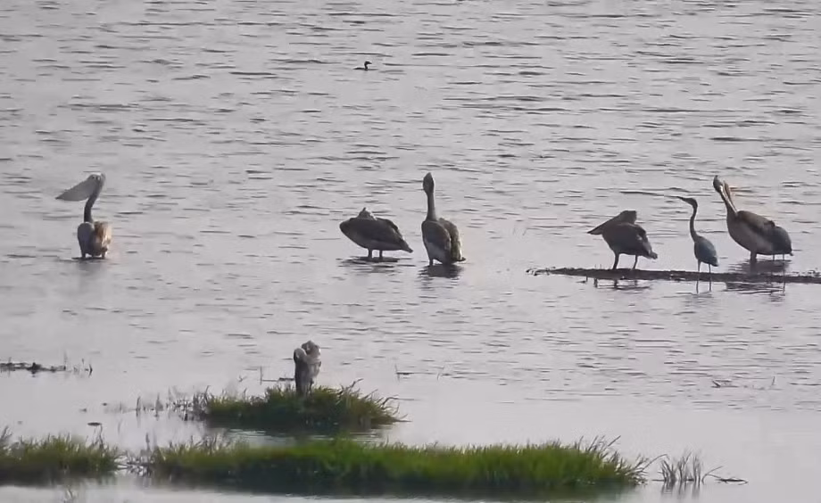 pelicans-vna.jpg