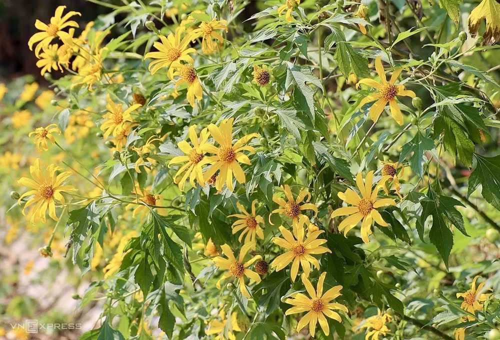 tournesols-mexicains.jpg