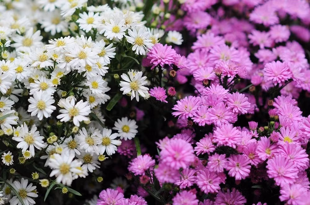 asters-dautomne.jpg