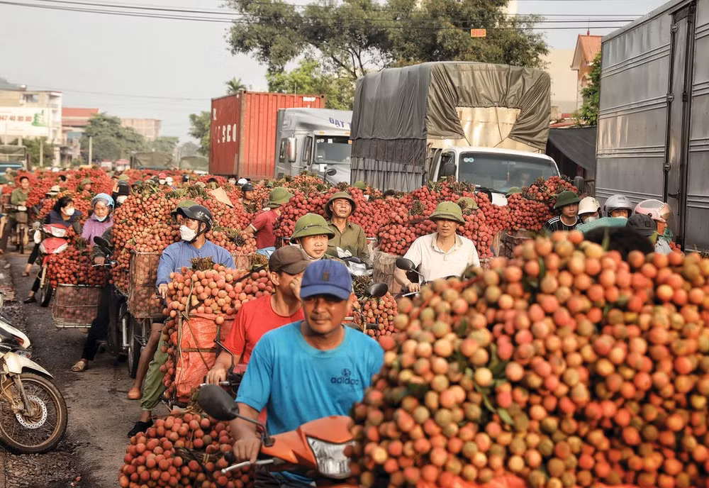 la-recolte-de-litchis-a-luc-ngan.jpg