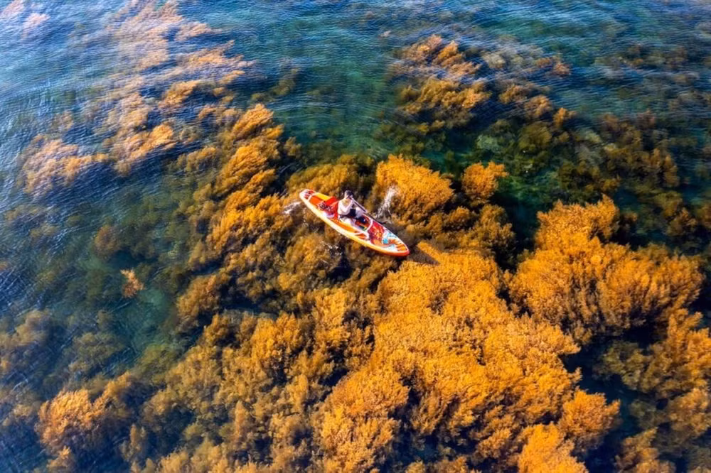 des-sargasses-dores-dans-les-eaux-de-nhon-hai.jpg