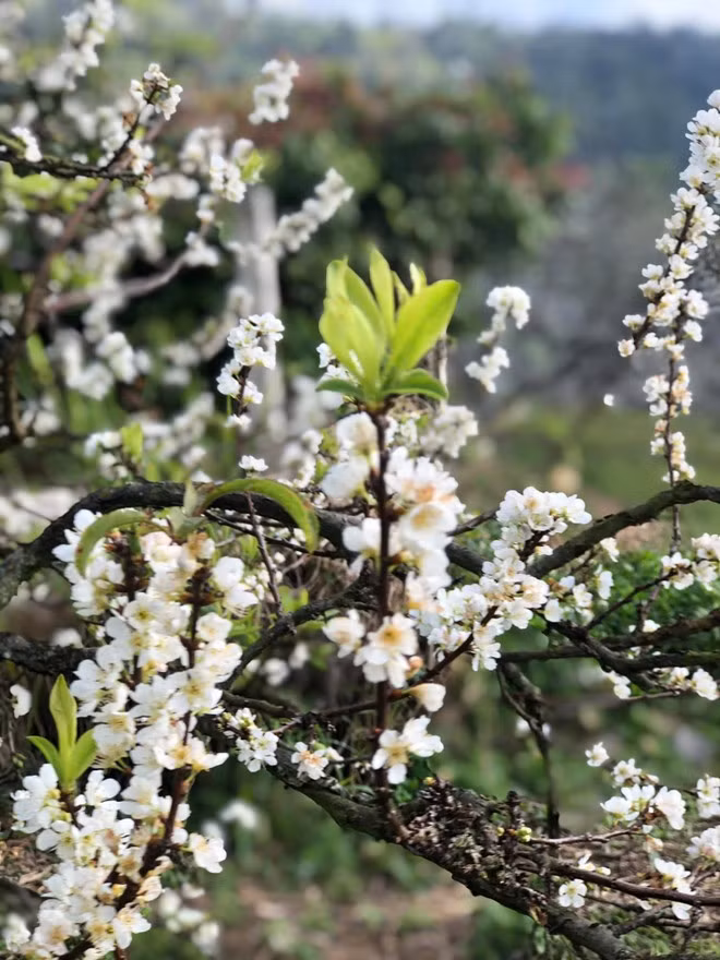 fleurs-de-prunier-vietnamplus.jpg