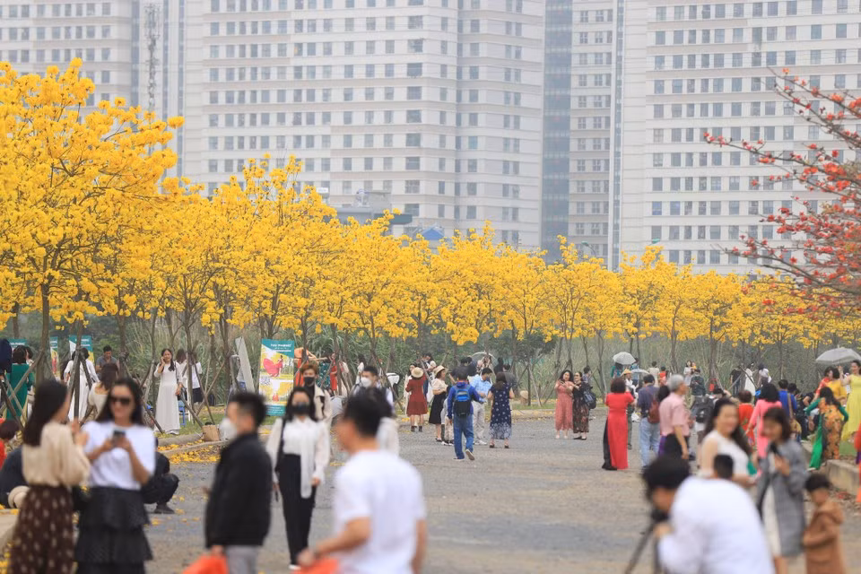 fleurs-de-tabebuia-vietnamplus.jpg