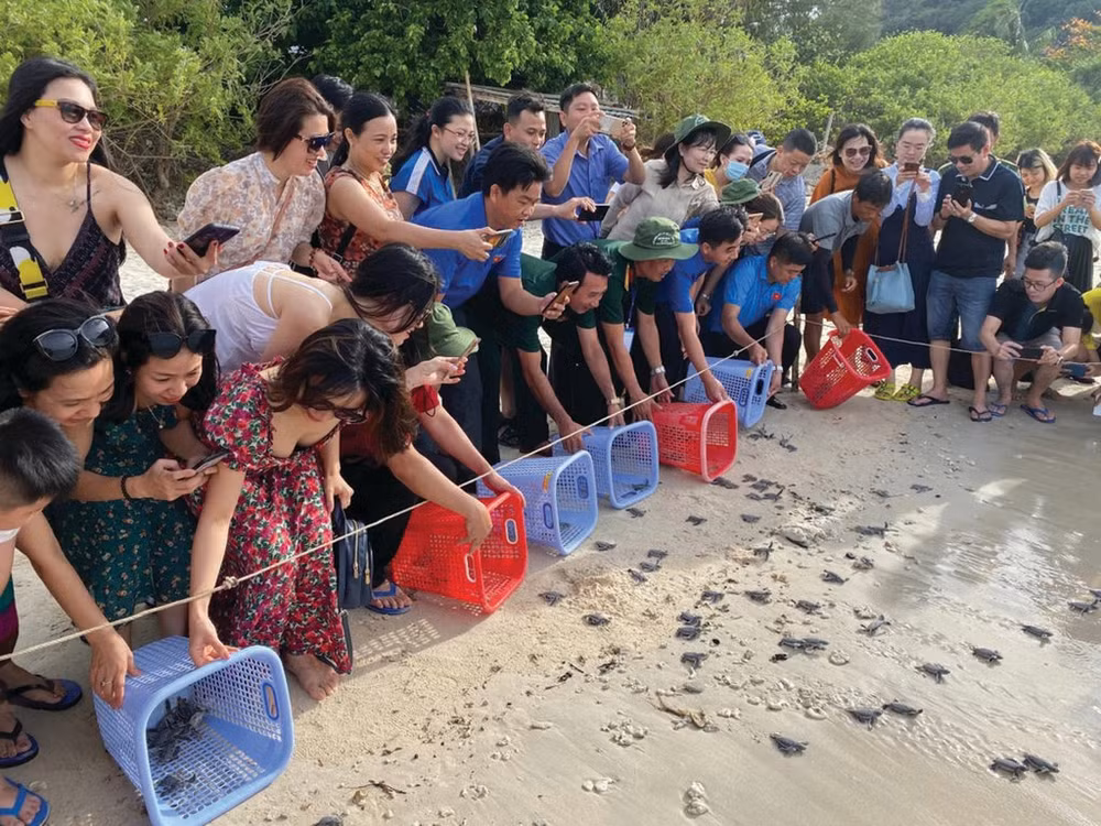 touristes-relachant-des-bebes-tortues-dans-la-mer.jpg