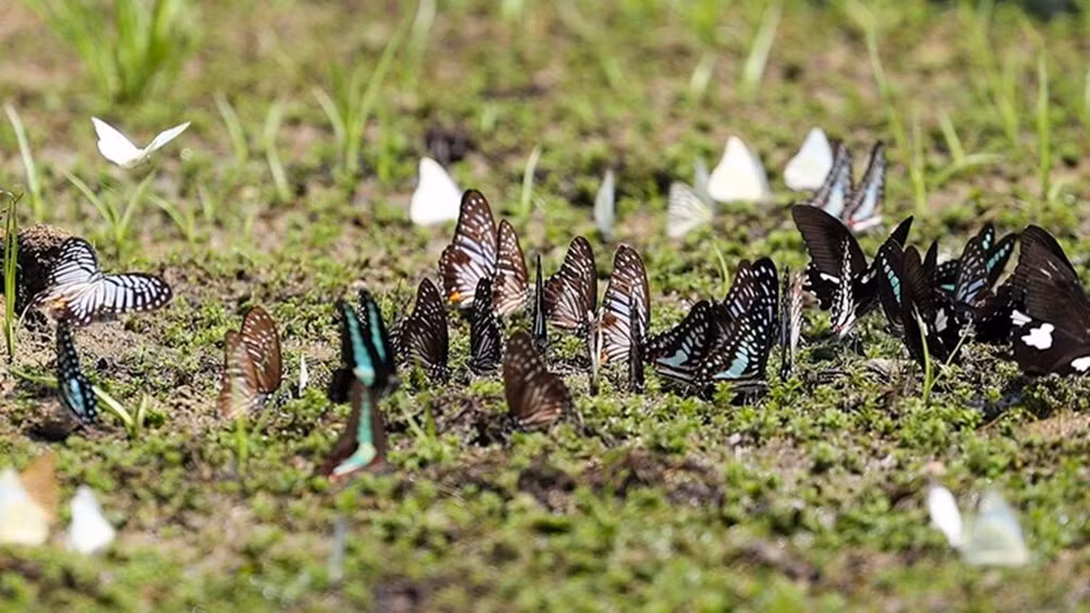 papillons-au-parc-national-de-cuc-phuong.jpg