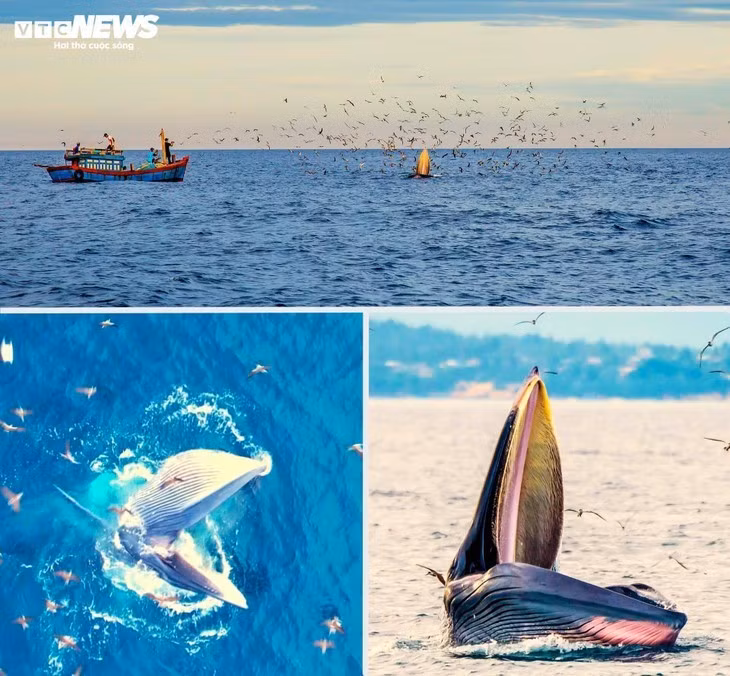 baleines.jpg