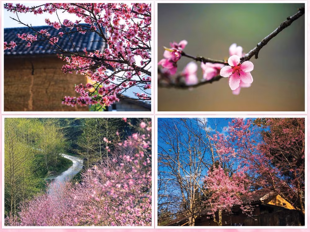cerisiers-sauvages-en-floraison-a-ha-giang-ctv.jpg