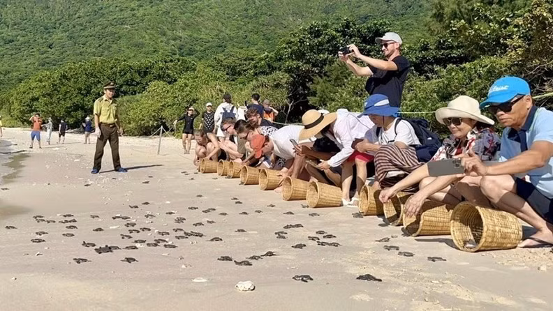 relacher-des-tortues-marines-dans-la-nature.jpg