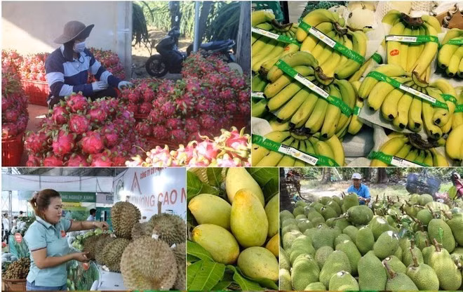 fruits-et-legumes.jpg