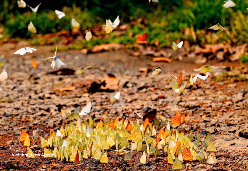 En plaçant la conservation de la nature au cœur de son développement, le Parc national de Cuc Phuong, dans la province de Ninh Binh, associe protection de la biodiversité et écotourisme durable. Photo: VNA