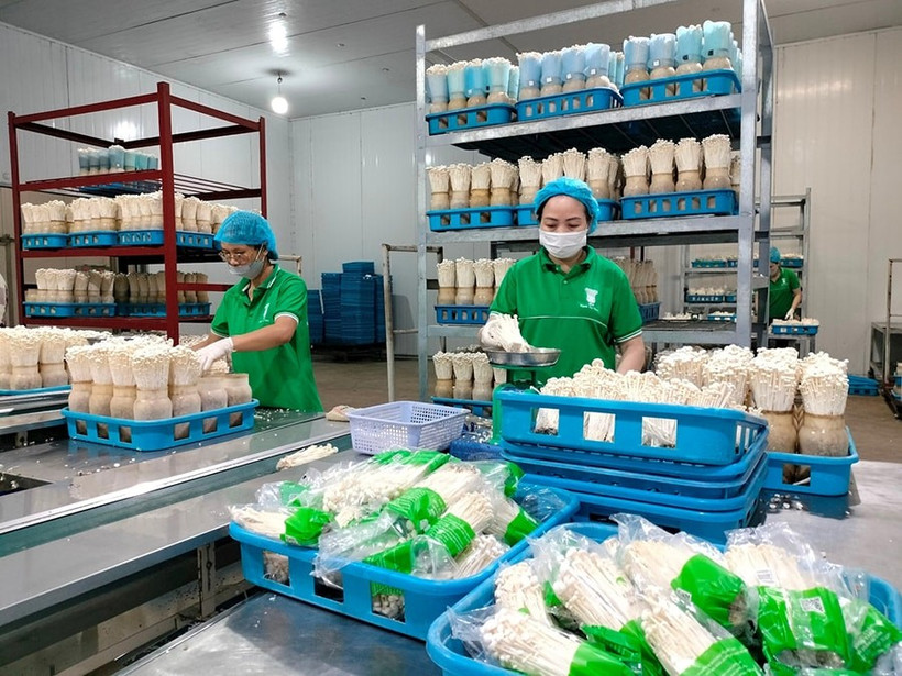 Hanoï mise sur les technologies numériques pour moderniser son agriculture. Photo: hanoimoi.vn