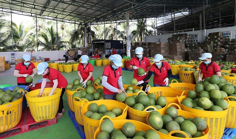 Tri de pomelos verts destinés à l'exportation à l'usine du groupe Vina T&T, dans la province de Ben Tre. Photo : VNA